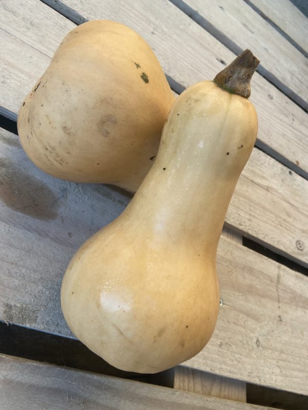 courge butternut bio